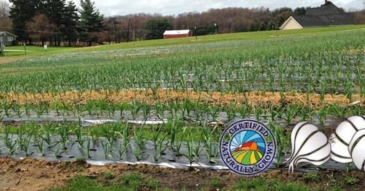 100% Pure Dehydrated Garlic Nuggets